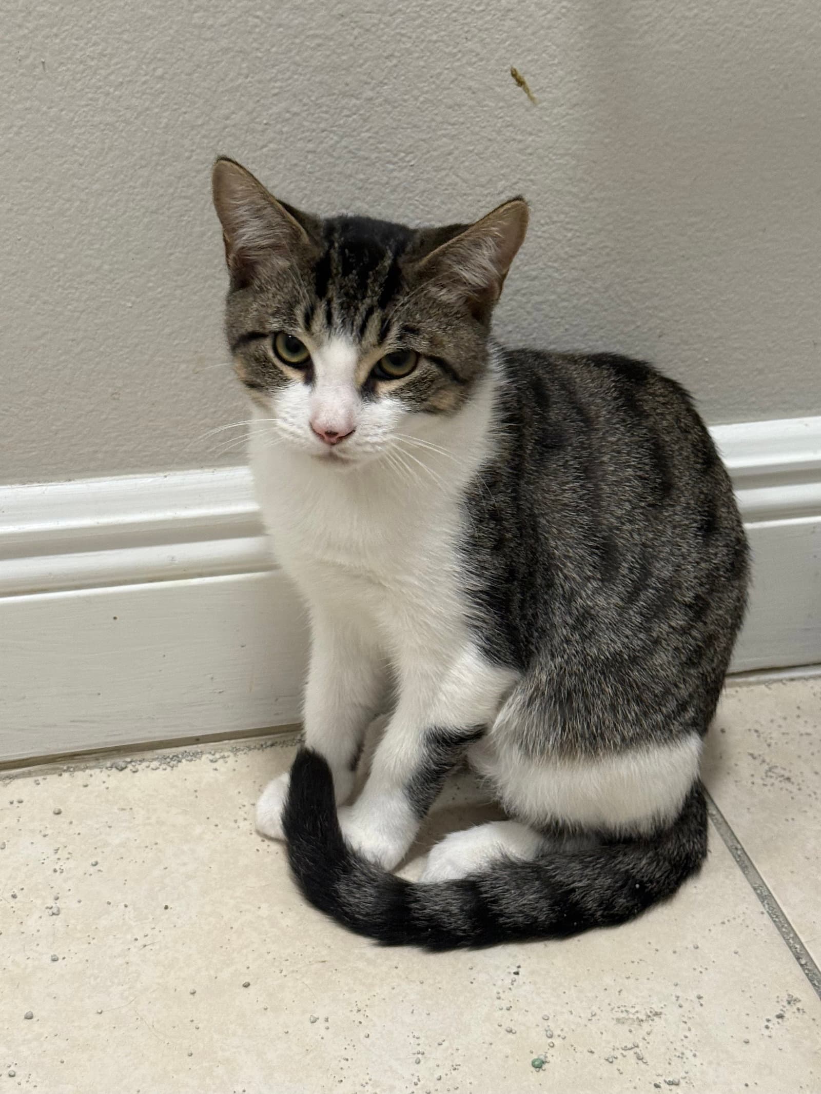 Toby - Domestic Short Hair