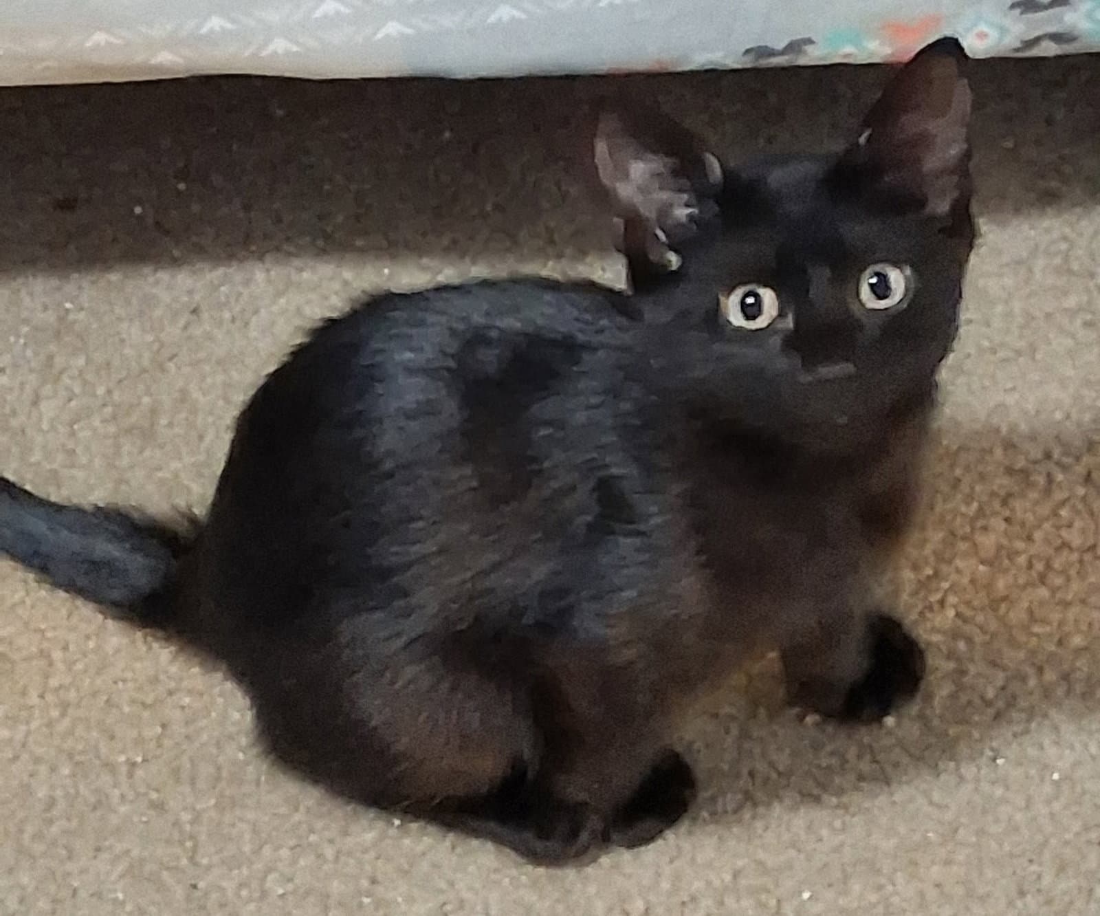 Aria - Domestic Short Hair