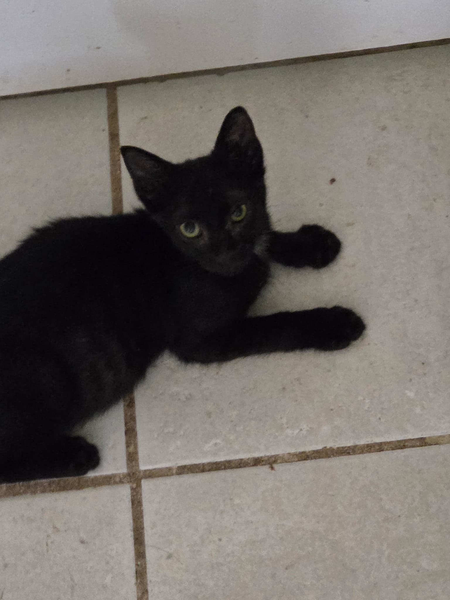 Chevy - Domestic Short Hair