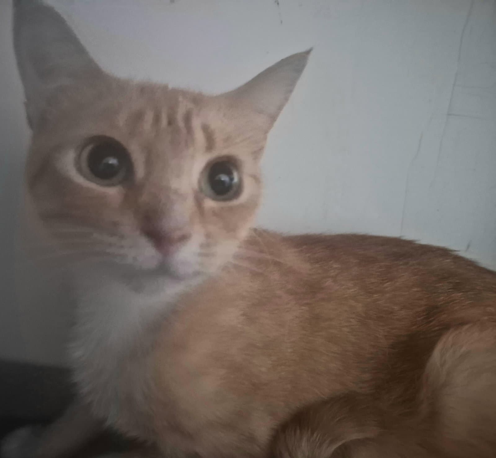 Cinnamon - Domestic Short Hair