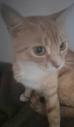 Cinnamon image 2