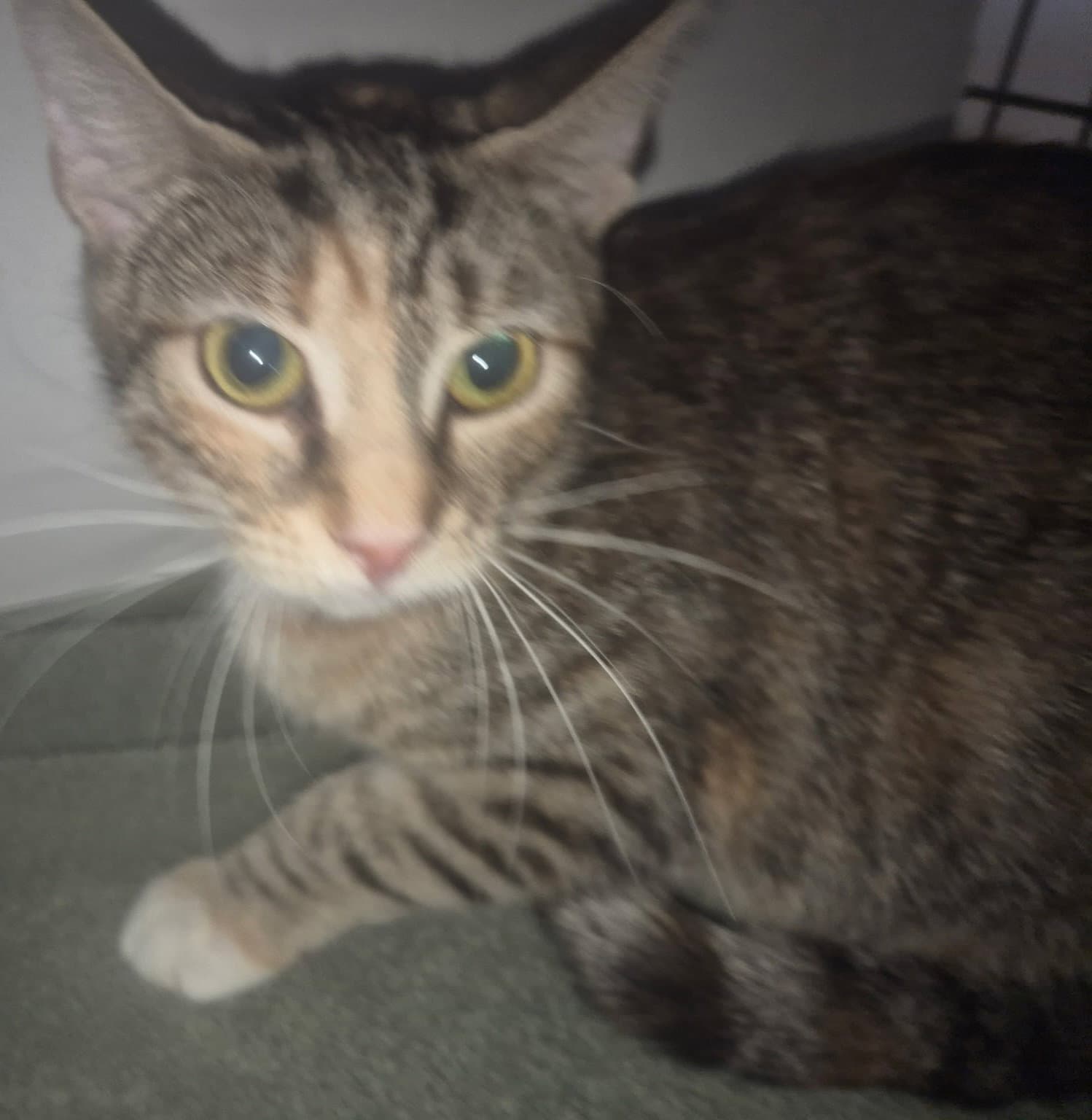 Ginger - Domestic Short Hair