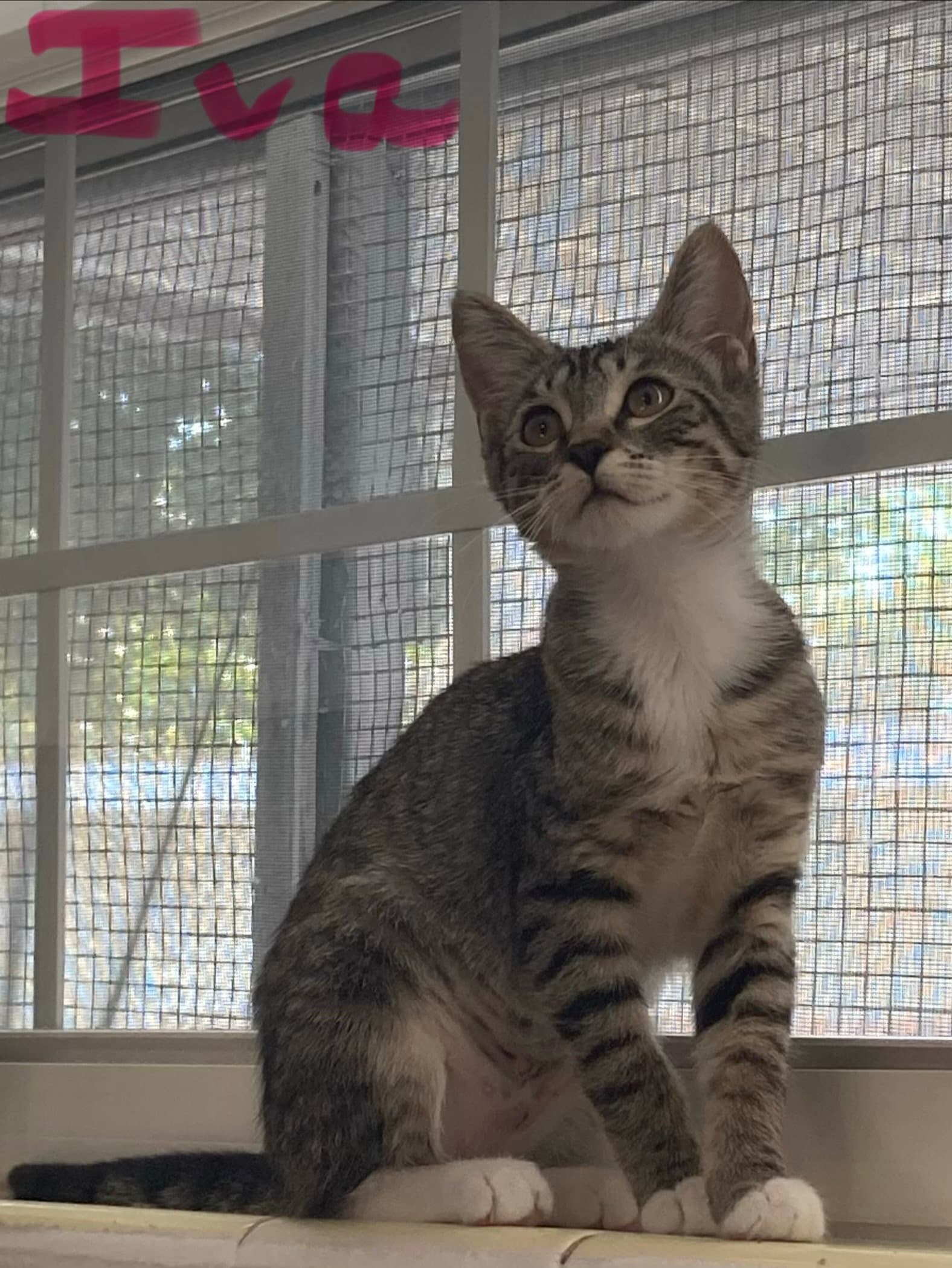 Iva - Domestic Short Hair
