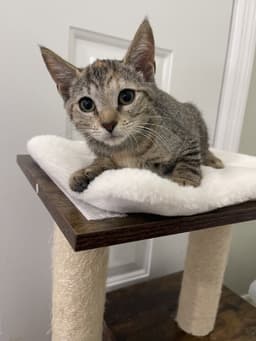 Ruby The Sweet Manx image 1