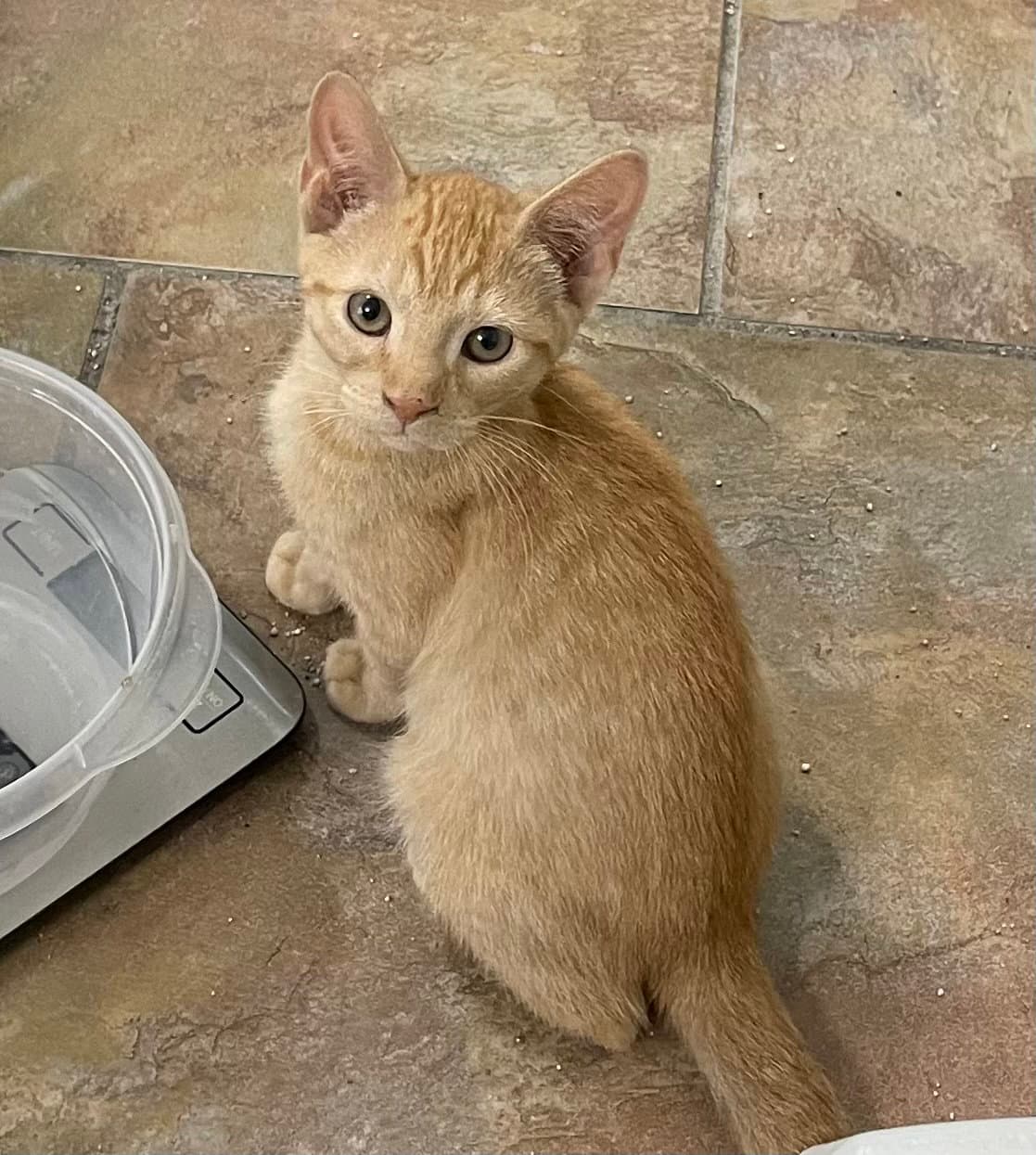 Jax - Domestic Short Hair