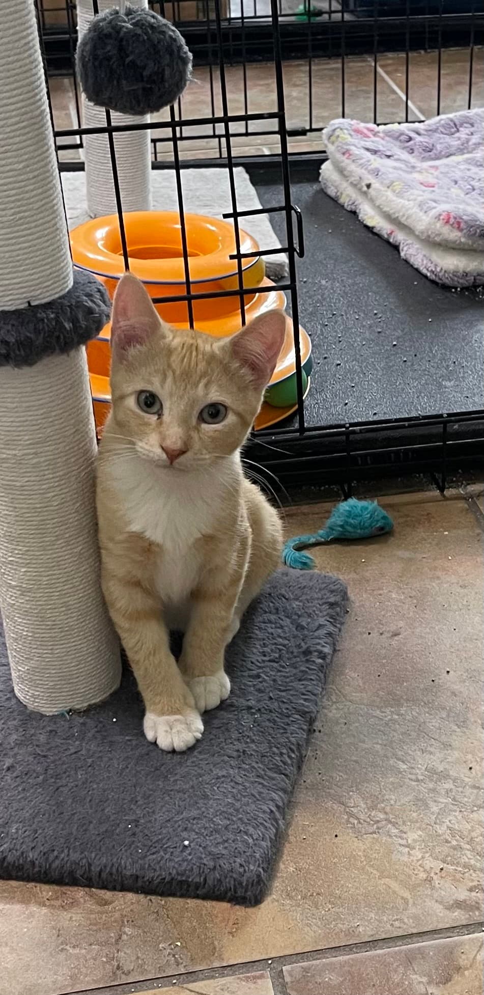 Bob - Domestic Short Hair