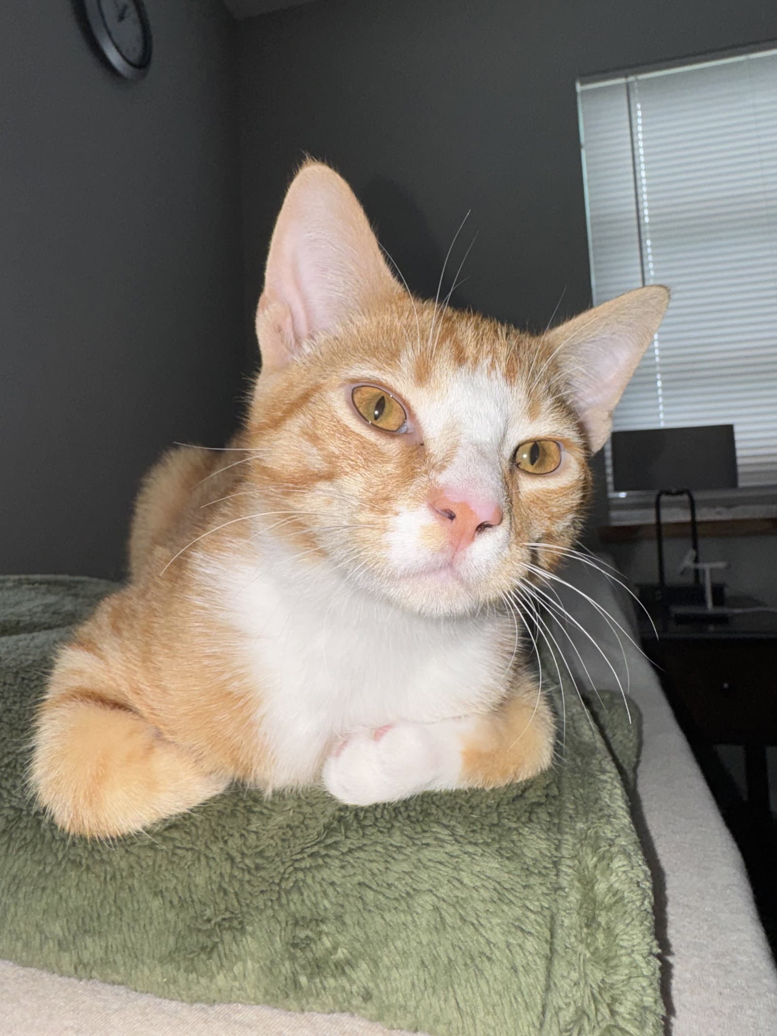 Harry - Domestic Short Hair