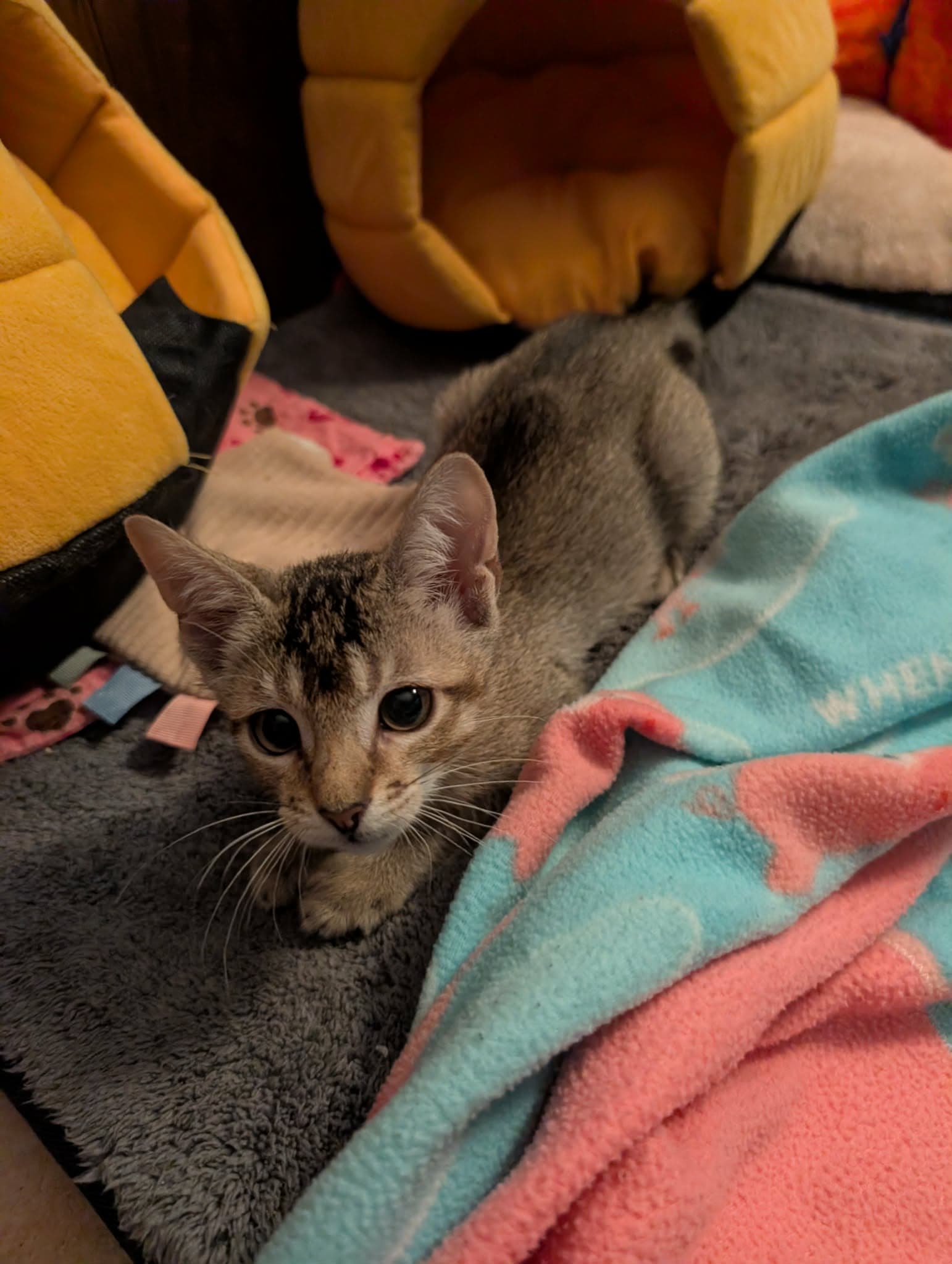 Sarissa - Domestic Short Hair