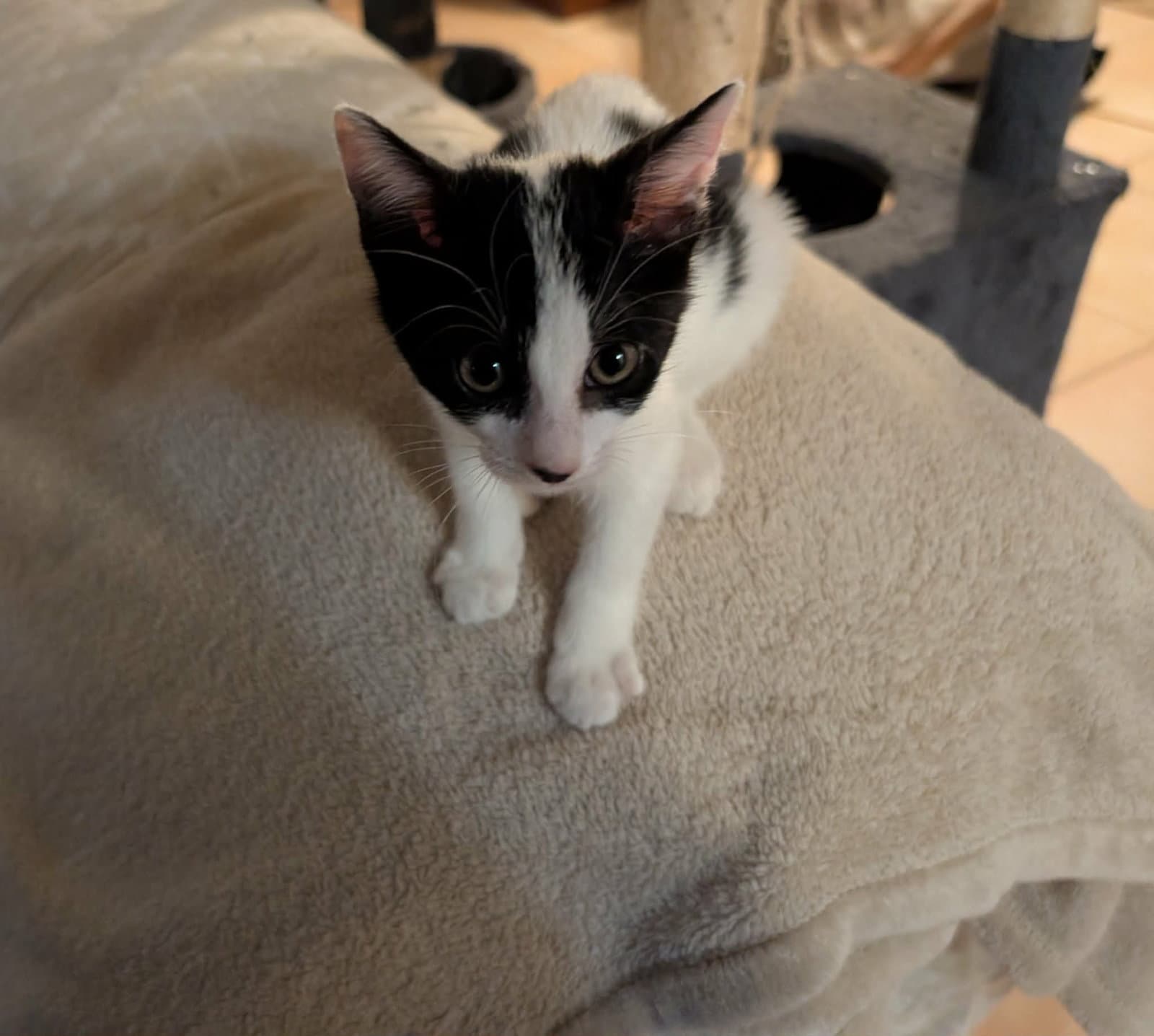 Irissa - Domestic Short Hair