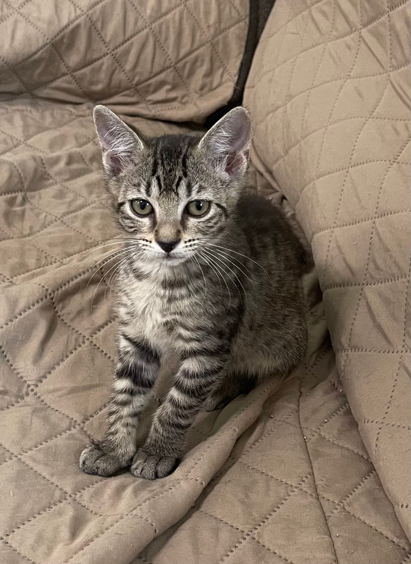 Goldie - Domestic Short Hair