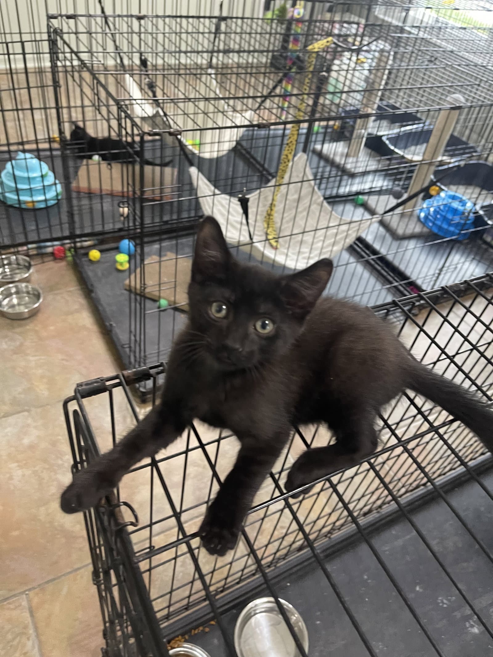 Carl - Domestic Short Hair