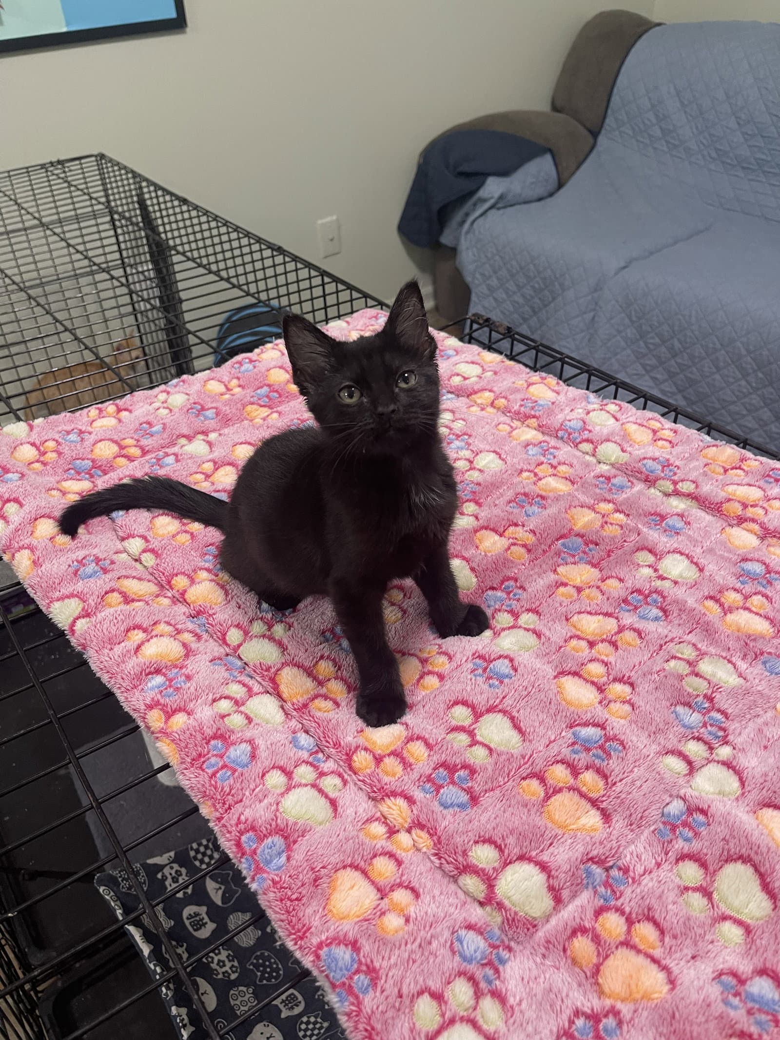 Bart - Domestic Short Hair