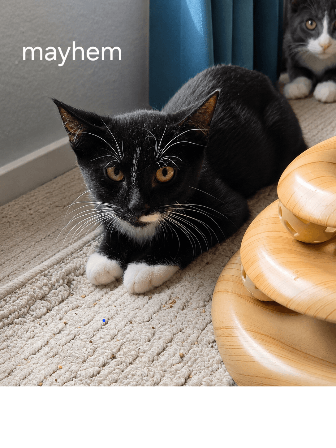 Mayhem - Domestic Short Hair