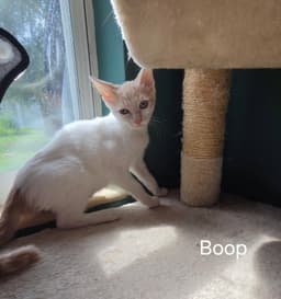 Boop image 2