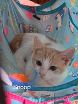 Snoop image 1