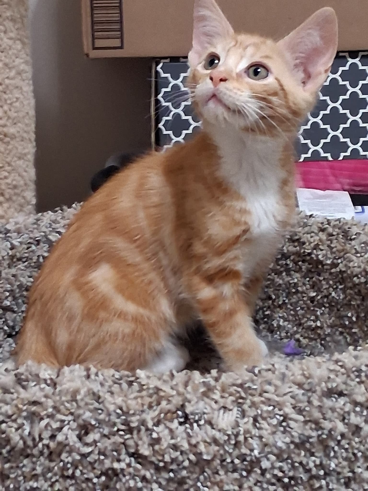 Archie - Domestic Short Hair