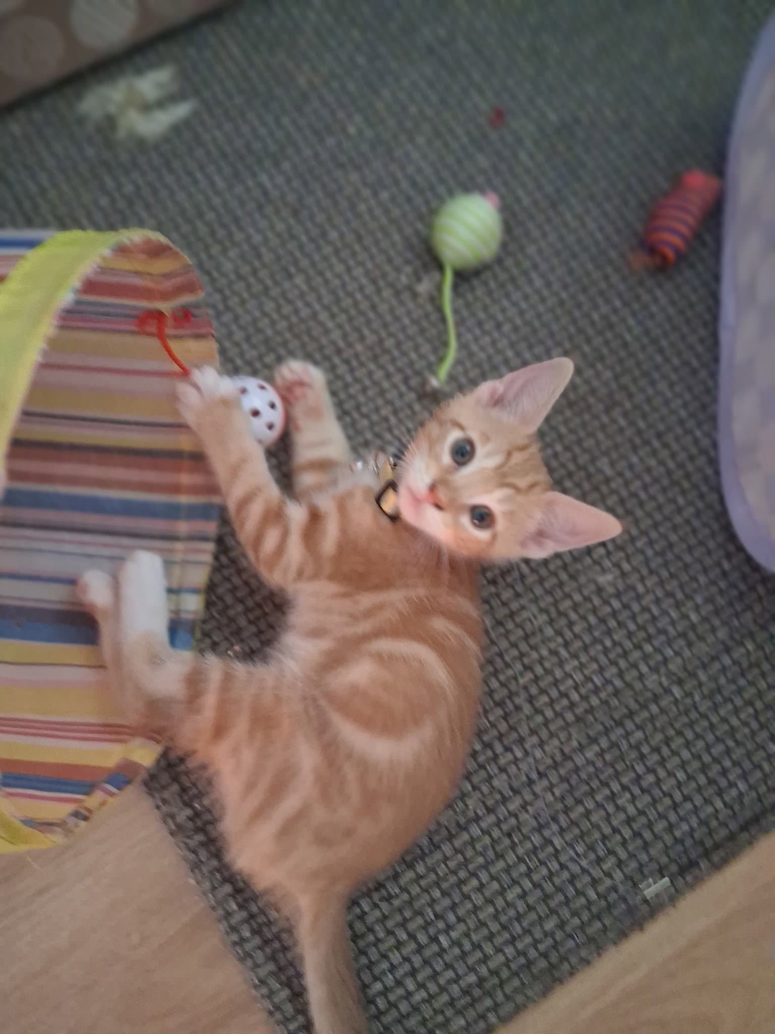 Carter - Domestic Short Hair