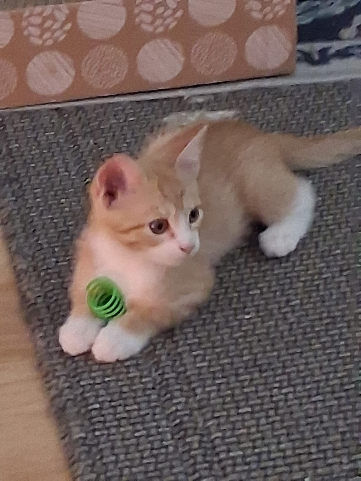 Becca - Domestic Short Hair
