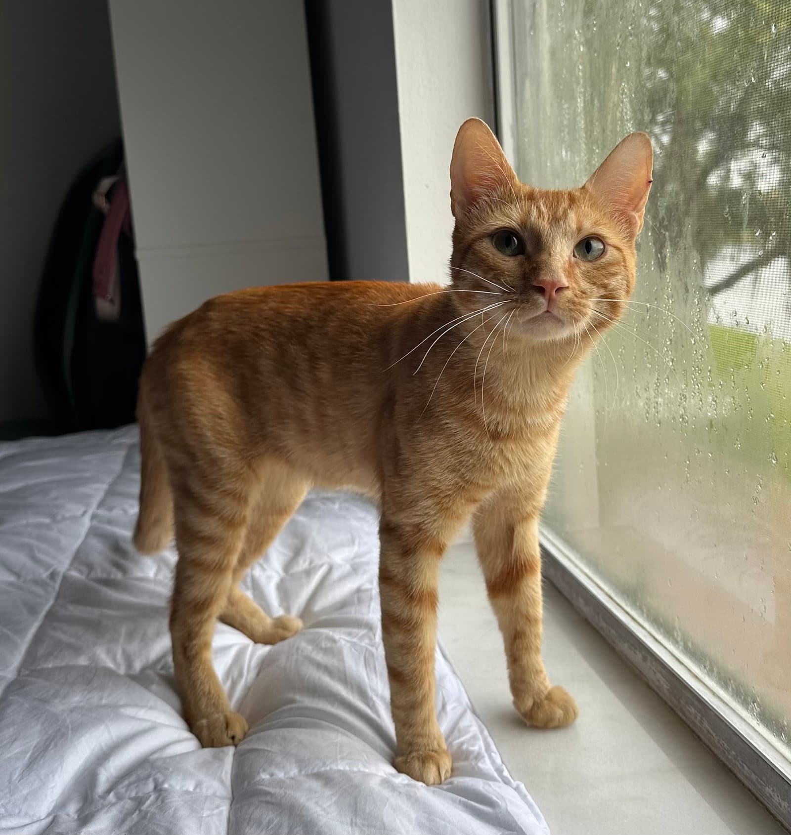 Rafi - Domestic Short Hair