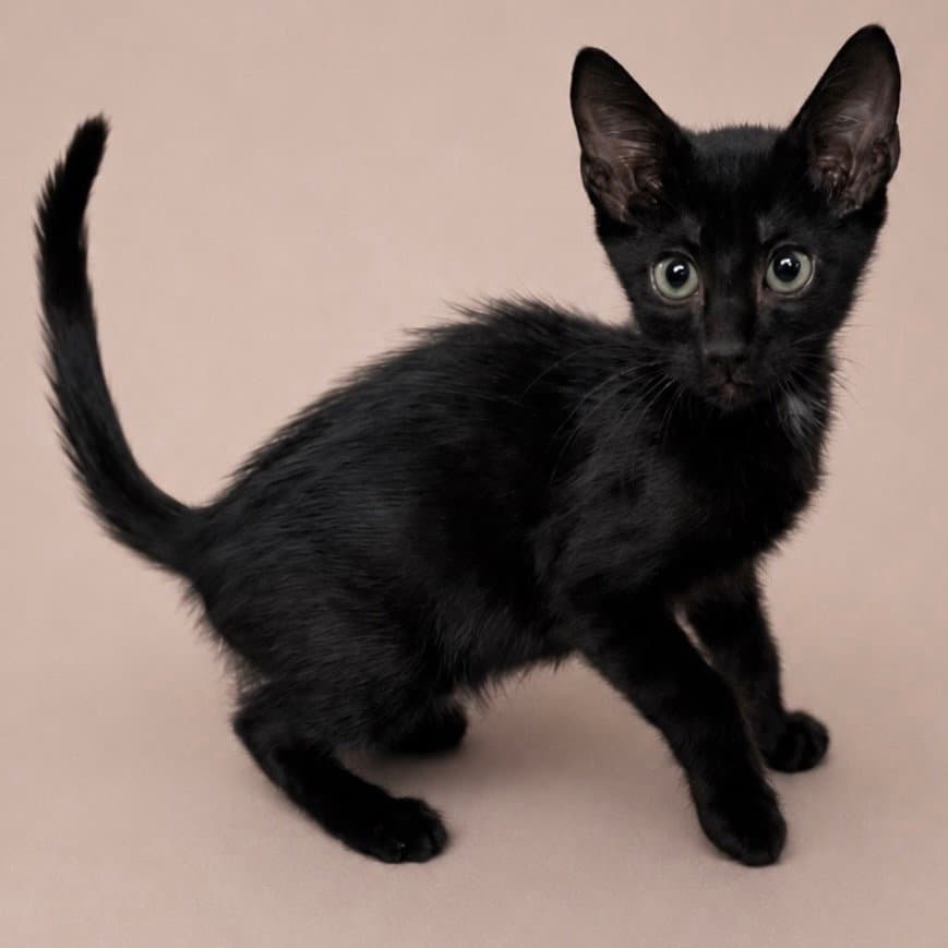 Melon - Domestic Short Hair