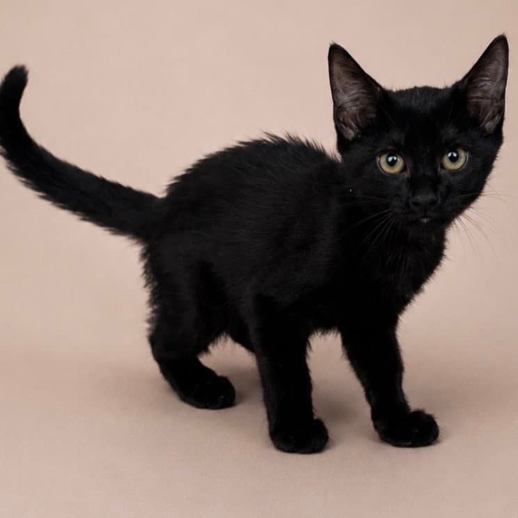 Mango - Domestic Short Hair