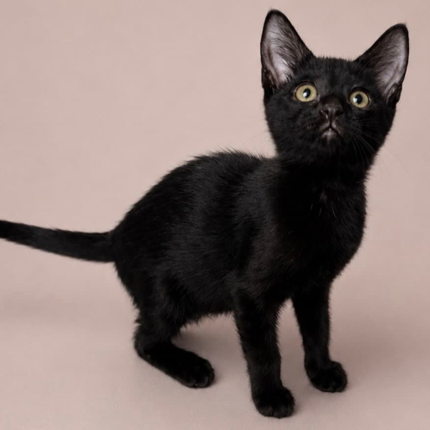 Mandarin - Domestic Short Hair