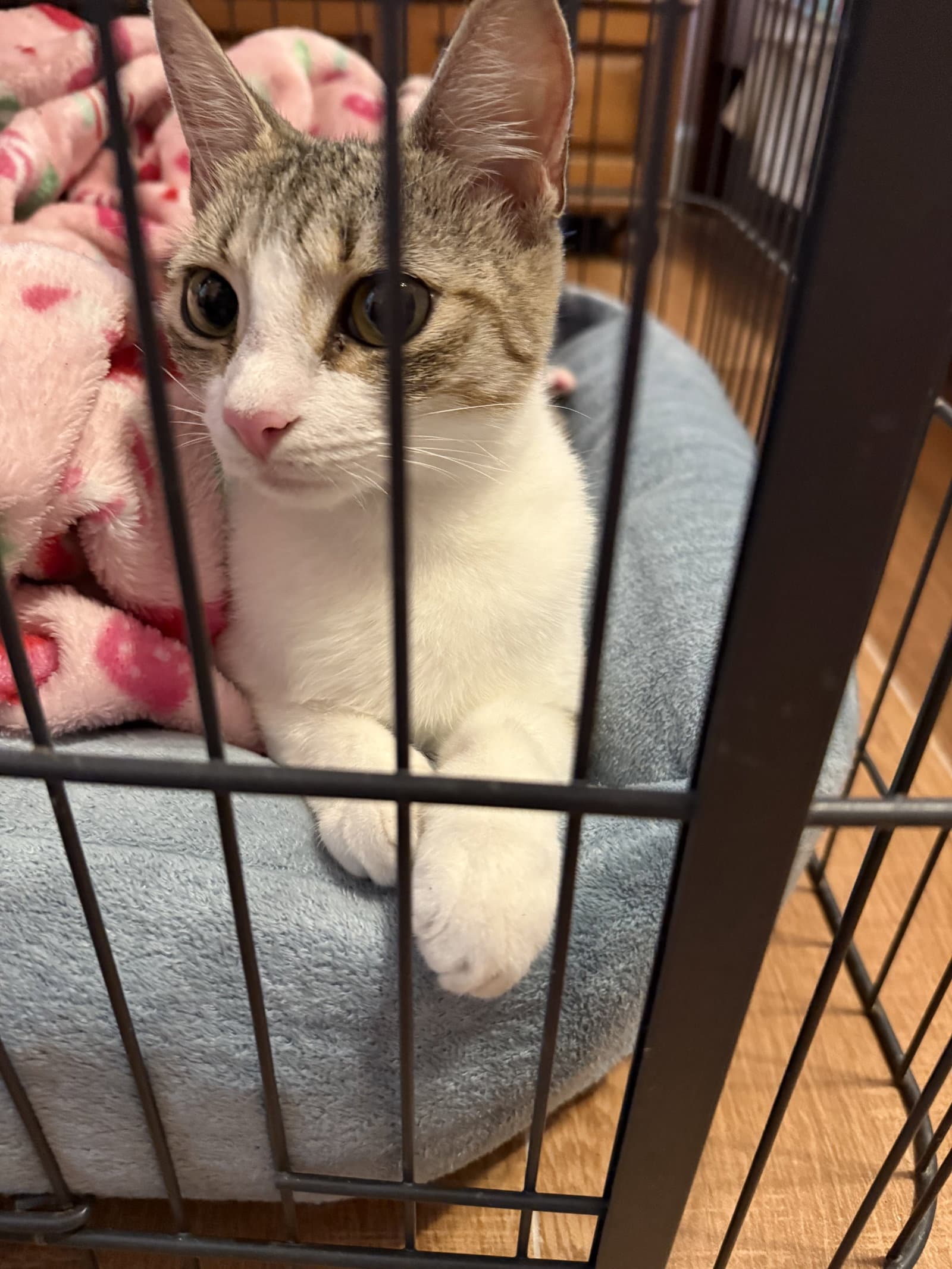 Shaylene - Domestic Short Hair