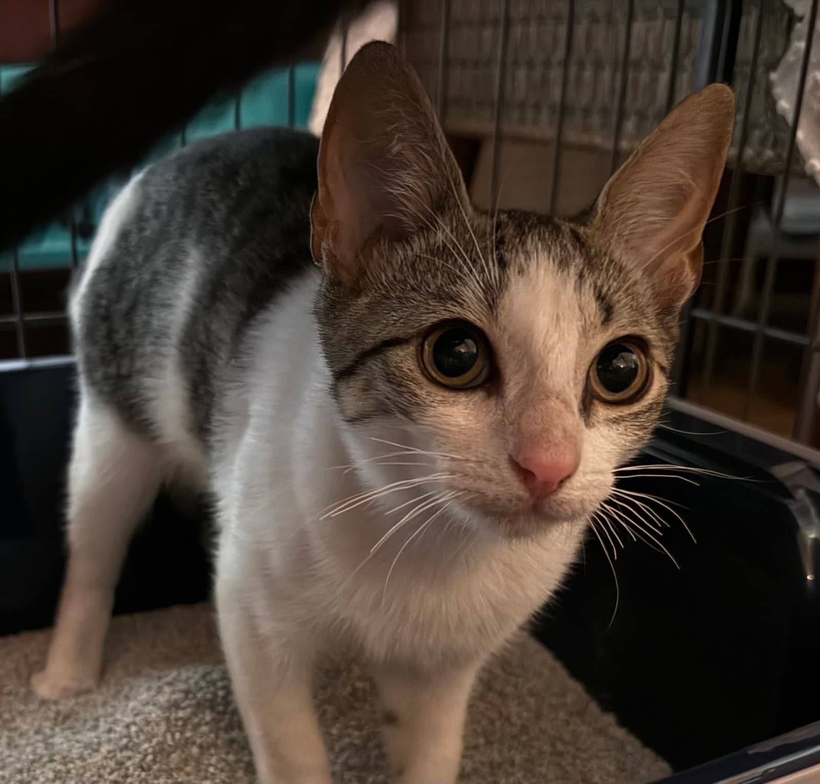 Echo - Domestic Short Hair