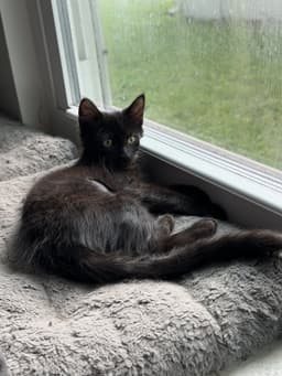 Koda image 1