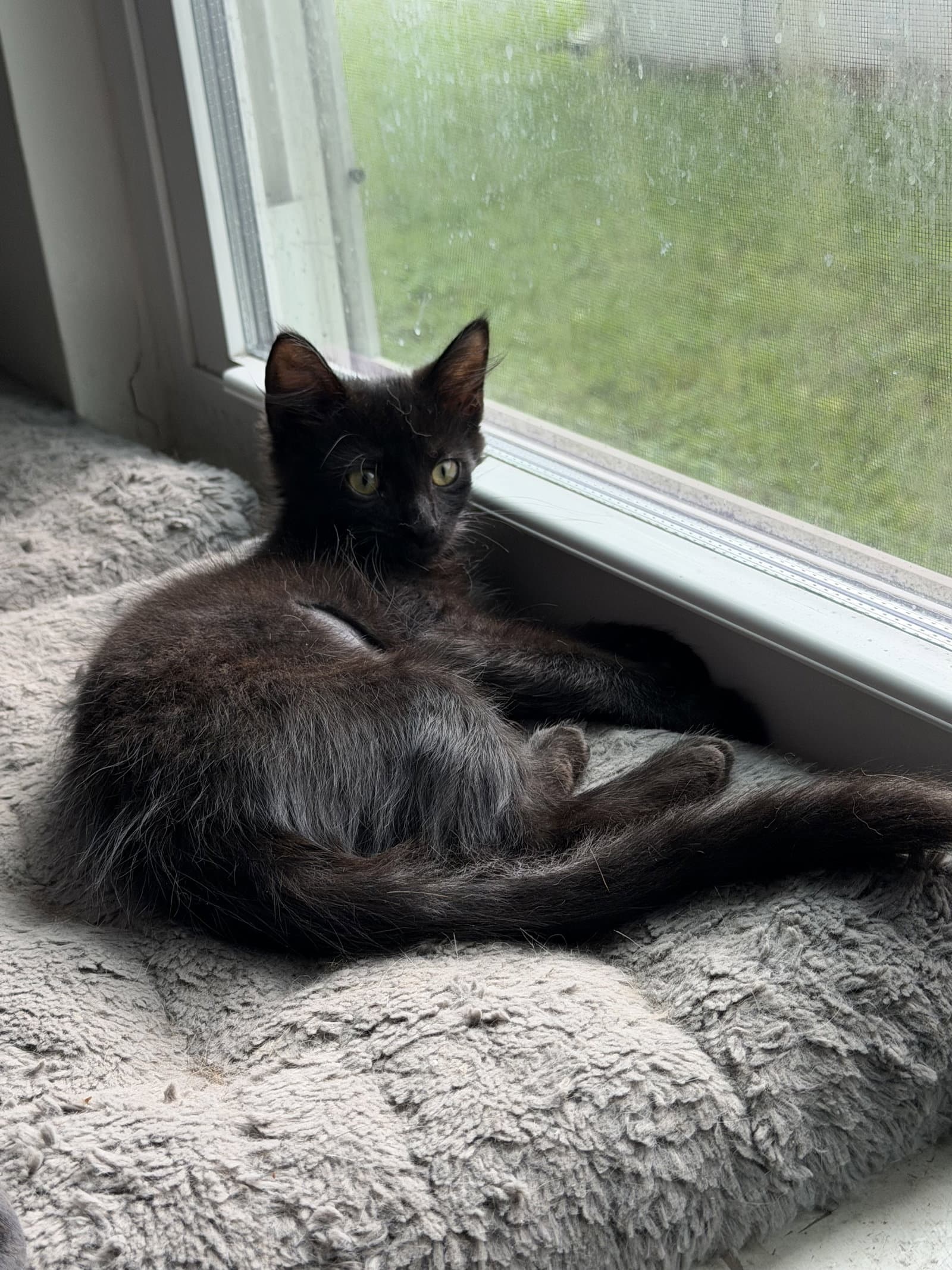 Koda - Domestic Long Hair