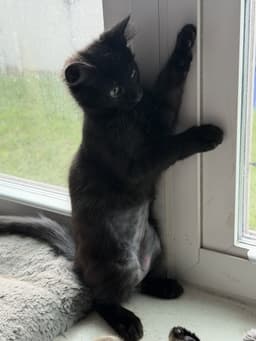 Koda image 2