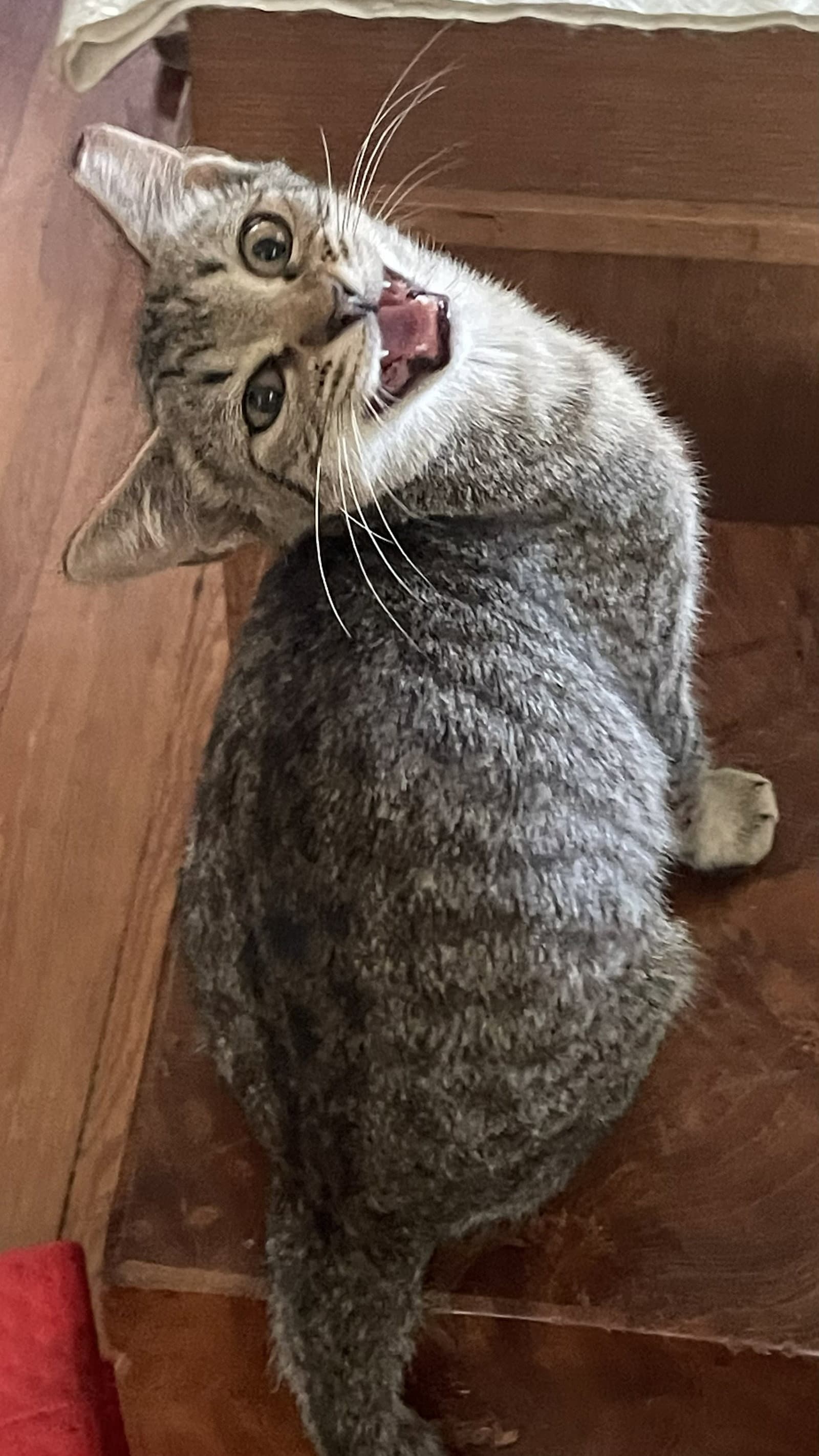 Rachel - Domestic Short Hair