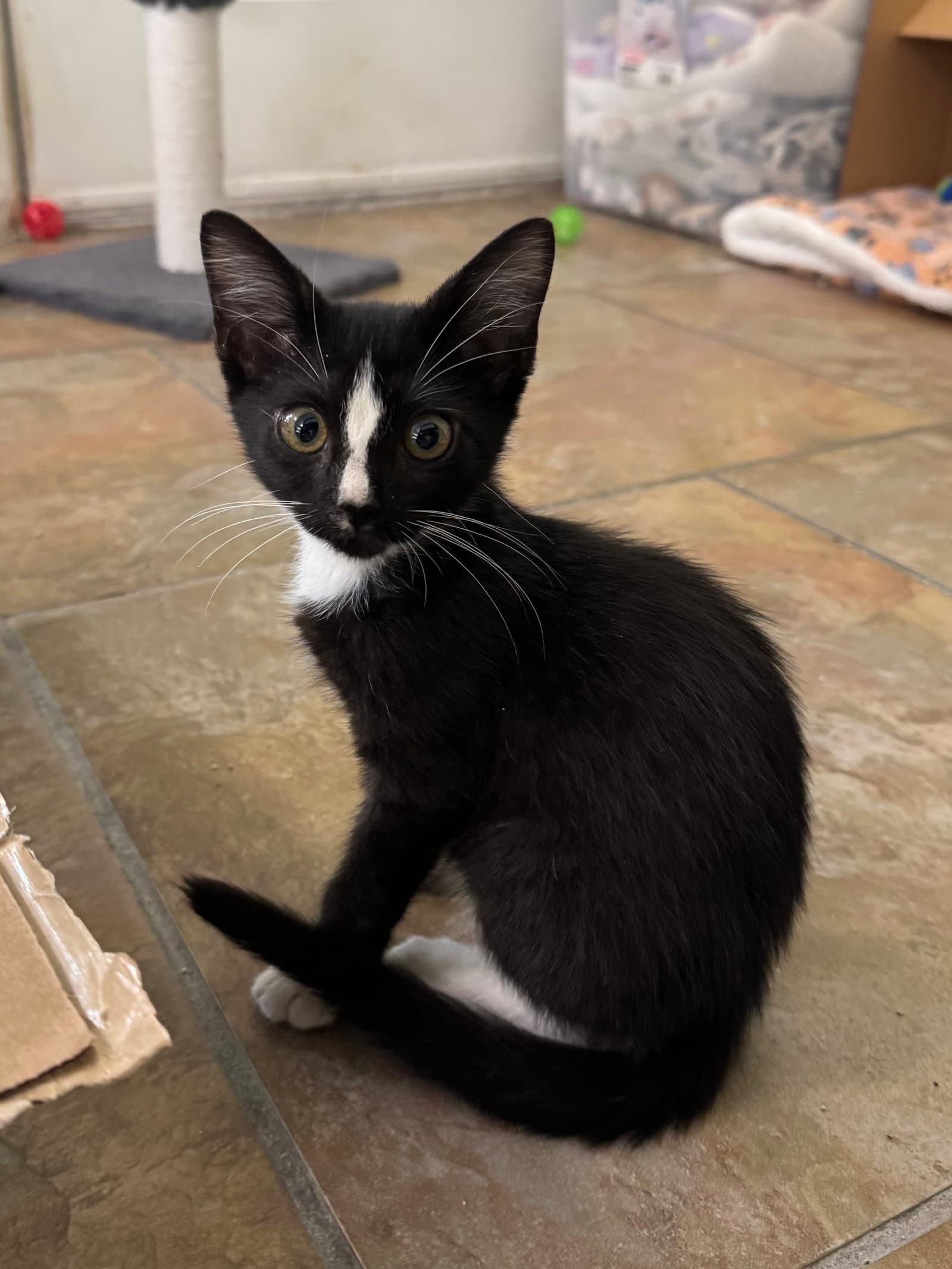 Archie The Cute Tux - Domestic Short Hair