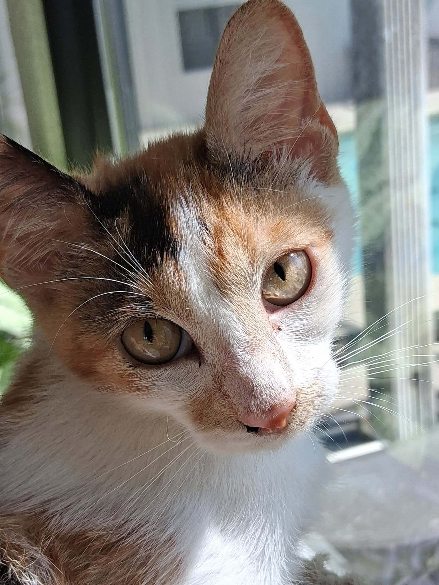 Thistle - Domestic Short Hair