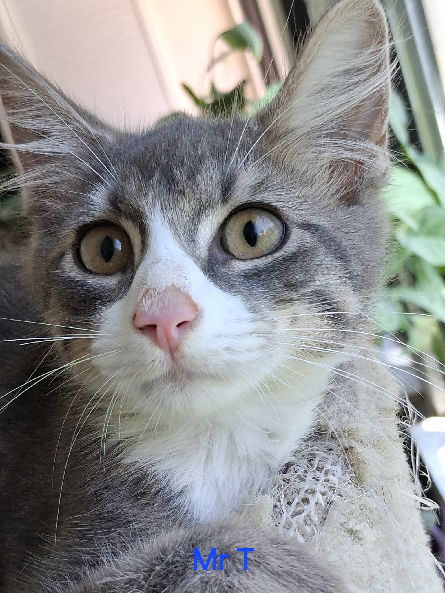Mr T - Domestic Medium Hair