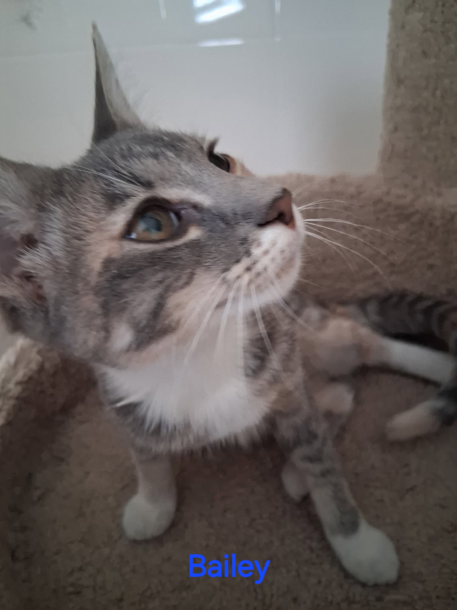 Bailey - Domestic Short Hair