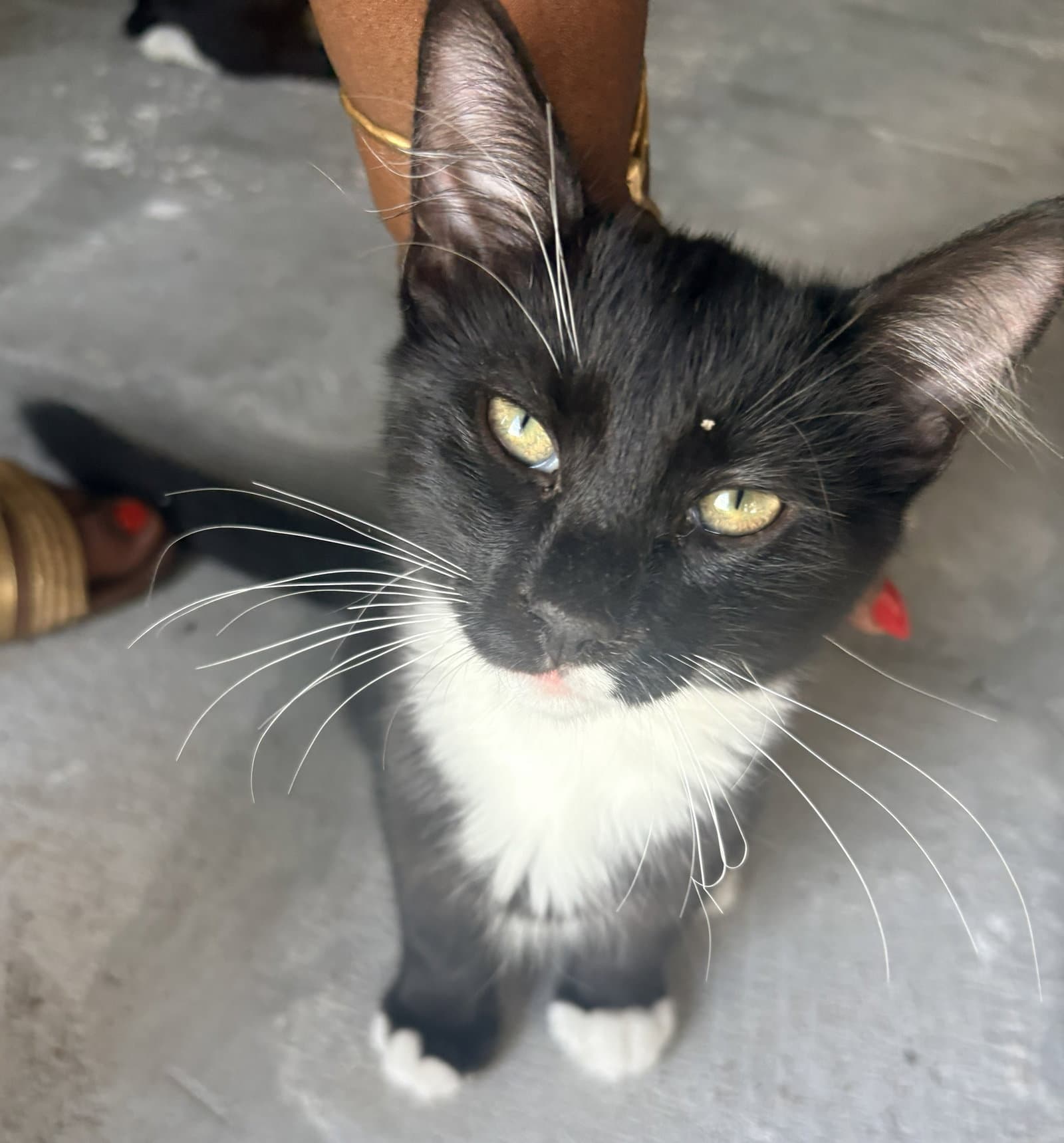Bull Connor - Domestic Short Hair