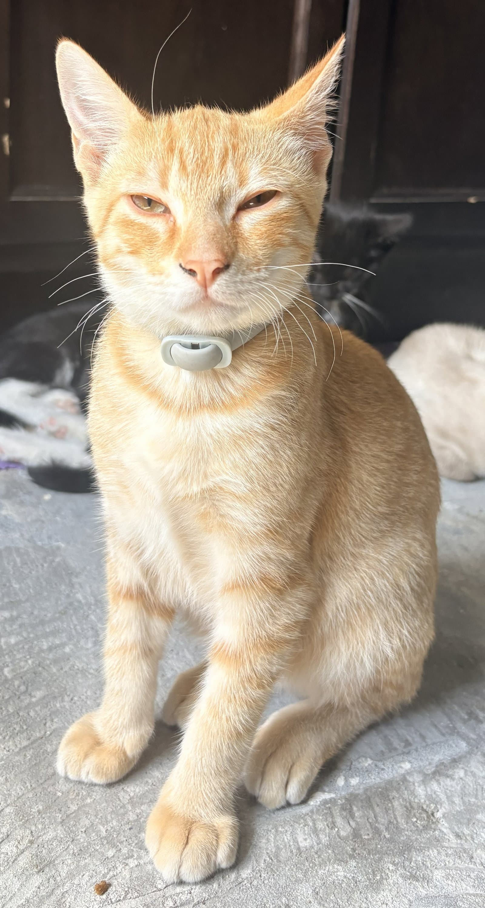 Leo Connor The Handsome Manx - Domestic Short Hair