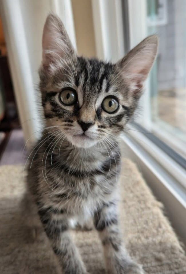 Hamilton - Domestic Short Hair