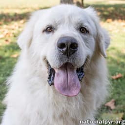Ralphie In Ma - Loves To Give The Pyr Paw image 1