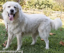 Ralphie In Ma - Loves To Give The Pyr Paw image 3
