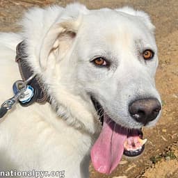 Ray In Nj - Very Loving Cuddly  Playful image 1