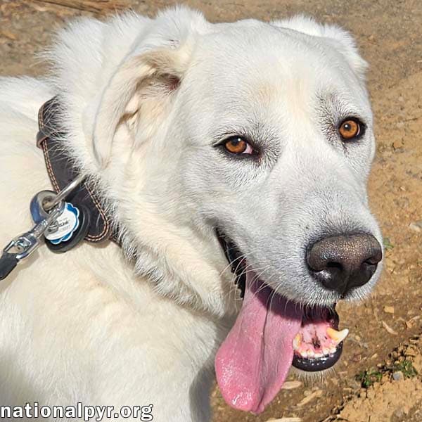 Ray In Nj - Very Loving Cuddly  Playful - Great Pyrenees
