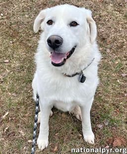 Ray In Nj - Very Loving Cuddly  Playful image 2