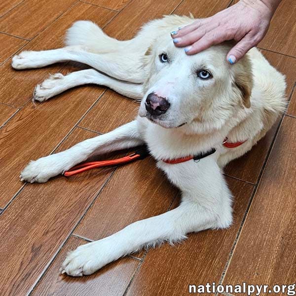 Maggie June In La - An Absolute Sweetheart - Great Pyrenees