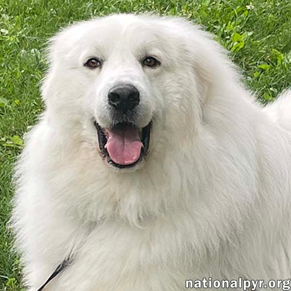 Casper In Ct - Adores Cuddles  Cheese - Great Pyrenees