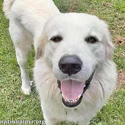 Yeti In Sc - Energetic Playful  Sweet image 1