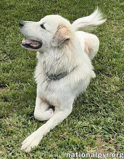 Yeti In Sc - Energetic Playful  Sweet image 2
