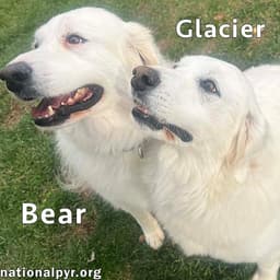 Glacier  Bear In Oh - Calm  Affectionate image 1