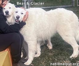 Glacier  Bear In Oh - Calm  Affectionate image 3